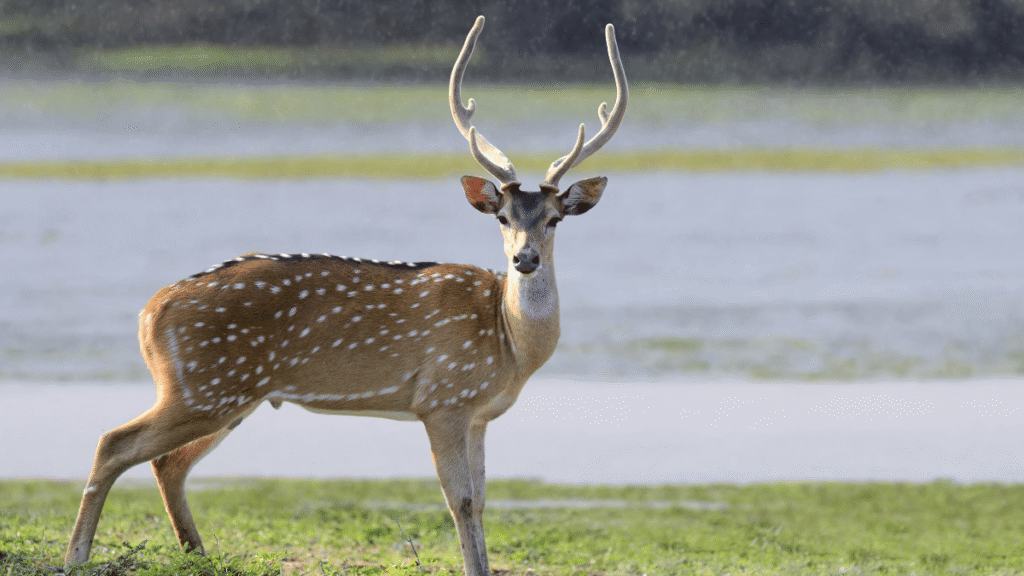 Yala Sri Lanka
