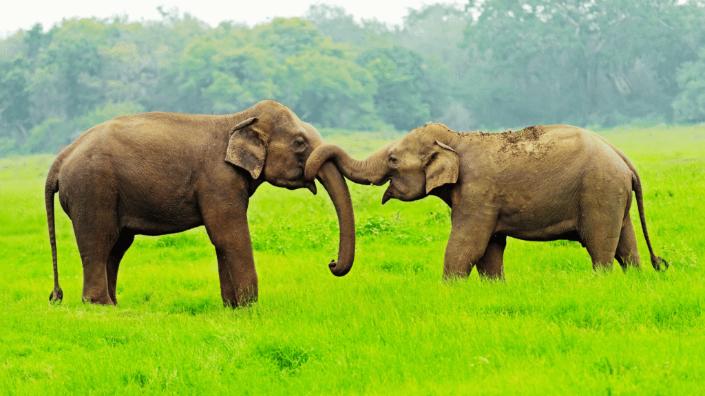 Elephants Yala Sri Lanka