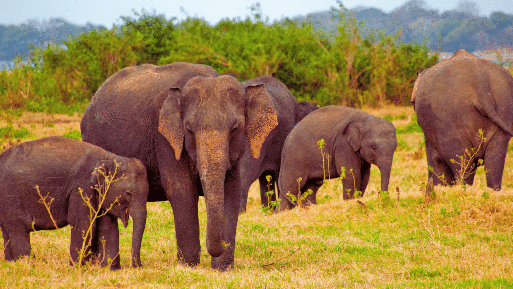 Udawalawe Safari