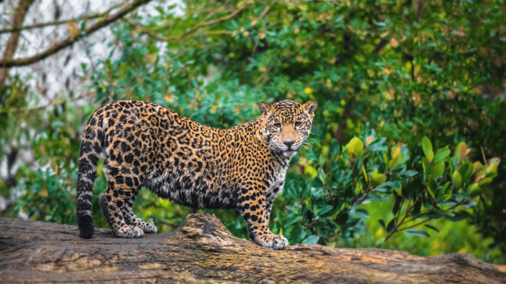 Yala Safari
