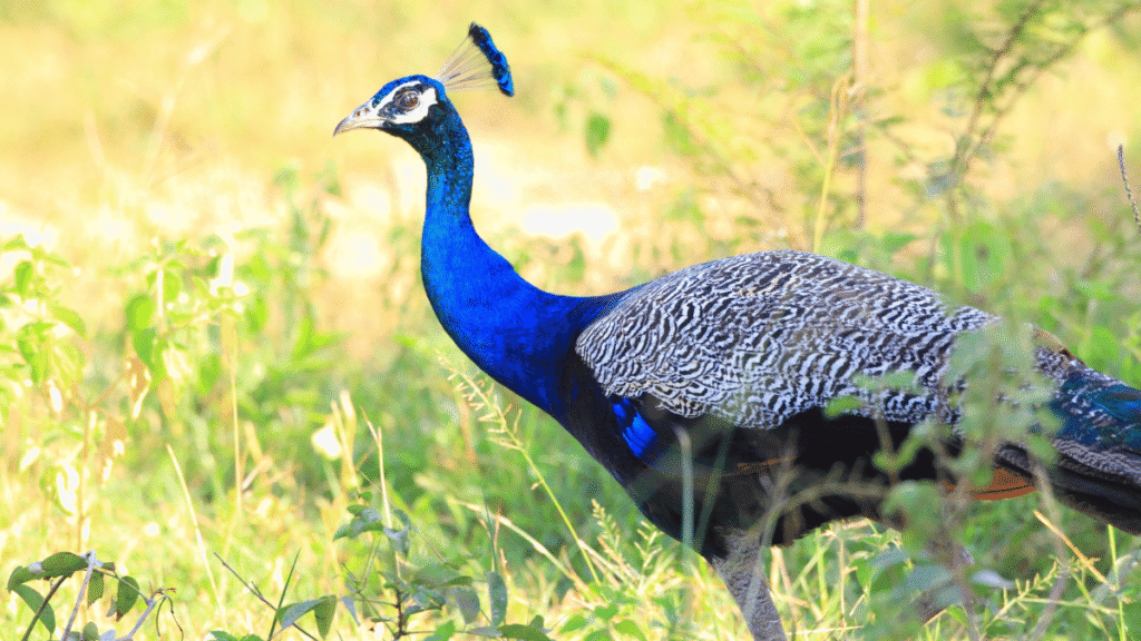 Udawalawe Peacock