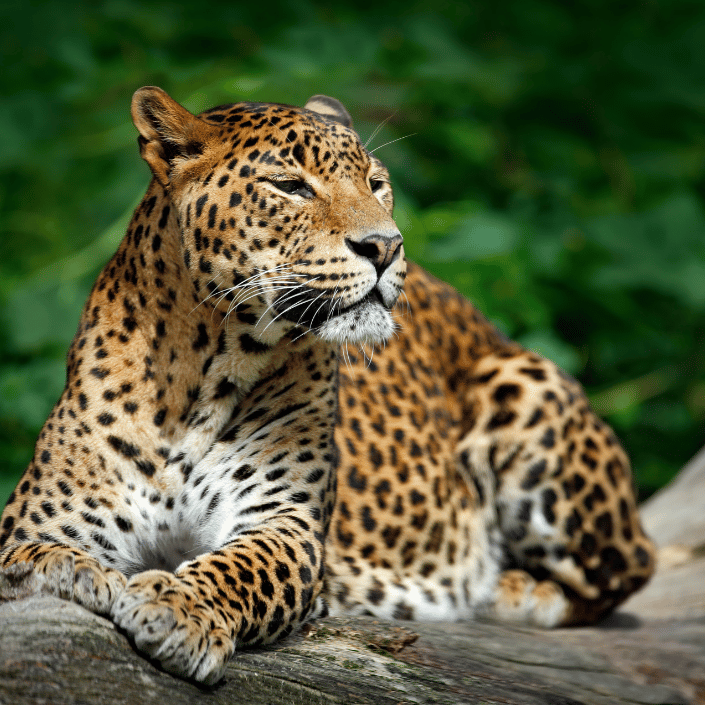 yala safari